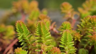 Red Moss Stonecrop.Sedum albümü Coral Halı. Etler ve sedumlar yakın çekim makro. Çimenlik çiçeği. Yeşil ve kırmızı tonlarda güzel bir arka plan. 4k görüntü