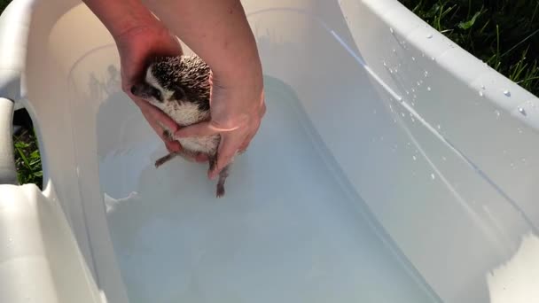 Hedgehog Tomar Banho Mãos Abaixam Ouriço Pigmeu Africano Banho Água — Vídeo de Stock
