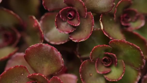 Αίμα Δράκων Σέδουμ Κόκκινα Sedums Succulents Και Sedums Close Μακροεντολή — Αρχείο Βίντεο