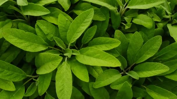 Φάρμακο Της Σάλβια Πράσινα Φυτά Φύλλα Φασκόμηλου Από Κοντά Αργή — Αρχείο Βίντεο