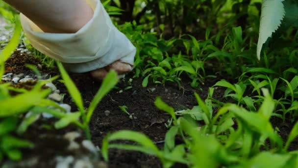 Yabani Otlar Bahçedeki Yabani Otları Elle Ayıklamak Toprağı Yabani Otlardan — Stok video