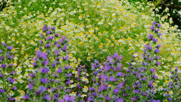 Flowerbed Wildflowers Chamomile Salvia Flowers Piet Oudolf Flower Beds White — Stock Video