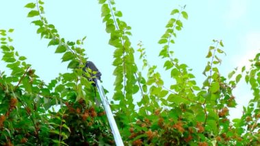 Colquitia çalıları budanır. Teleskopik bahçe makası, cennet arka planında yakın plan yeşil dallar keser. Yavaş çekim. Pruning Aracı. 4k görüntü
