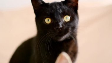 Kedi yavrusuna benziyor. Siyah kedi yavrusu duygusal portresi. Siyah pürüzsüz saçlı kedi yavrusu kameraya düşünceli bir şekilde bakar. Yüksek kalite 4k görüntü