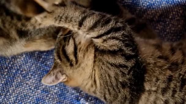 小猫玩耍咬人 塔比苏格兰折叠式和直耳朵猫咪玩耍 在蓝色的毛毯上互相咬着 从上面看4K镜头 — 图库视频影像