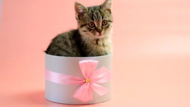 Hediye kutusunda fiyonklu kedi yavrusu. Pembe arka planda gri bir kutuda çizgili tüylü kedi yavrusu. Kedi sürprizi. Yüksek kalite 4k görüntü