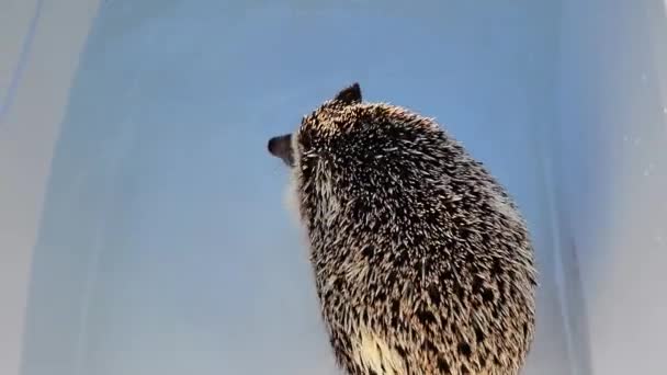 Hedgehog Banha Num Banho Azul Processo Lavar Ouriço Hedgehog Move — Vídeo de Stock