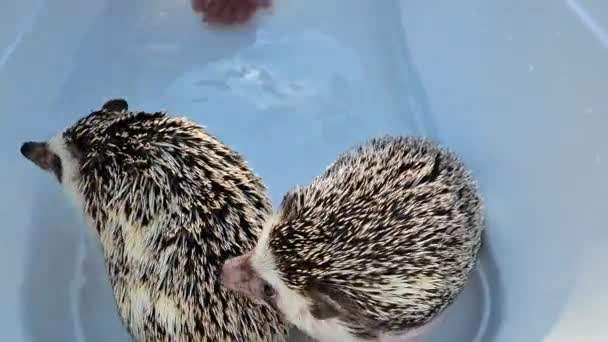 Hedgehog Bathing Hand Derrama Água Ouriço Close Hands Abaixar Ouriço — Vídeo de Stock