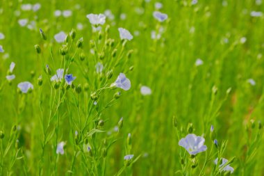 Güneşte mavi keten çiçekleri. Keten mavisi. Tekstil ve kumaş yapmak için bitki..