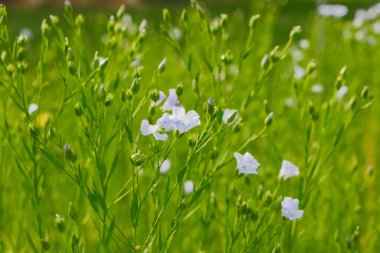 Güneşte mavi keten çiçekleri. Yakından keten çiçekleri. Tekstil ve kumaş yapmak için bitki mavisi.