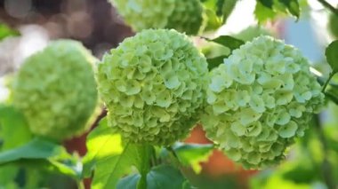 Viburnum çalılığı topları. Çiçek ponponları. Viburnum buldenezh baharda çiçek açıyor. Bulanık bahçe. Beyaz çiçekli çalılar. Çiçeksel arka plan çok güzel. 4k görüntü