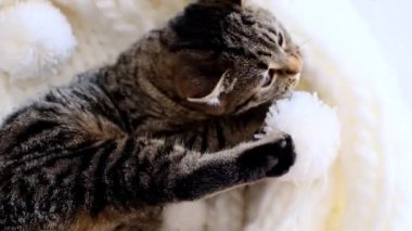 Kedi oyuncakları. Tekir kedicik beyaz örgü bir yatakta beyaz bir ponpon ile oynuyor. Komik kedi yavrusu oyuncakla oynuyor. Yukarıdan bak. Evcil bir hayvanla sevimli bir video. 4k görüntü