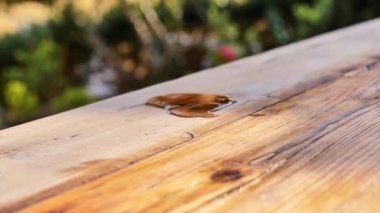 Odun için yağ ve vernik. Odun yüzeyine yağ dökülür. 4k görüntü