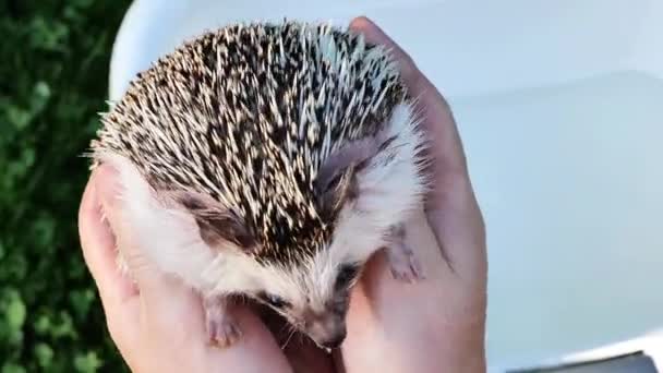 인간의 Hedgehog Sopping 고슴도치 동물을위한 청결과 고품질 — 비디오