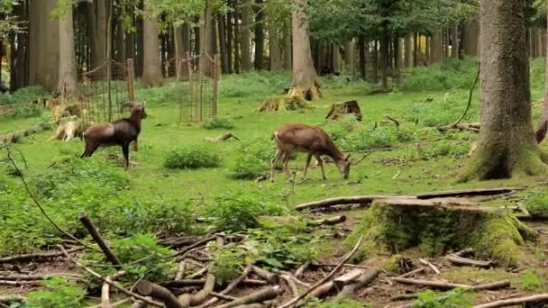 Cabras Veados Zoológico Animais Animais Selvagens Artiodáctilos Filmagem — Vídeo de Stock