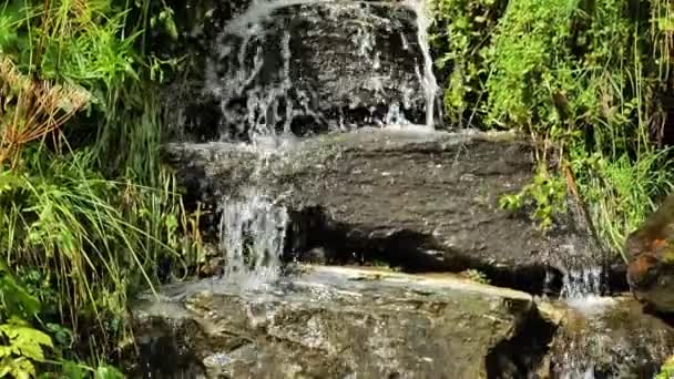 Лісовий Водоспад Потік Води Над Камінням Папороті Гірському Лісі Високоякісні — стокове відео