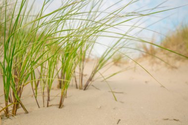 Almanya 'da beyaz kumlu plajlar ve Kuzey Denizi' nin kumlu otları. Frizya adaları plaj bitkileri. Sahilde yaz mevsimi. Hafif bir hava.. 