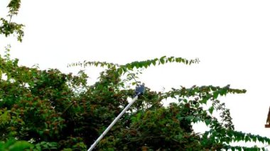 Pruning Aracı. Teleskopik makaslar yeşil dalları keser. Kolesitli çalılar teleskopik budama makasıyla budanır. Yavaş çekimde. Bahçe işleri ve tarım araçları. Bitki oluşumu konsepti. 4k görüntü