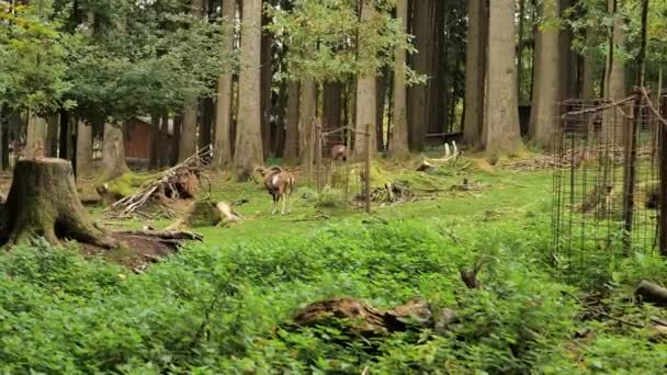 Chèvres Cerfs Dans Zoo Animal Animaux Artiodactyles Sauvages Images — Video