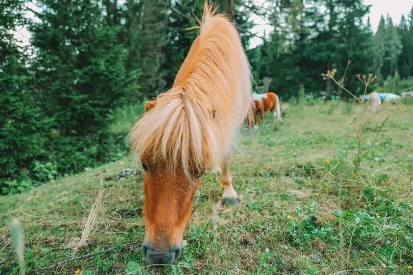 Červený Poník Trávu Květiny Pastvině Rakousku Pony Farma Lungau Rakousko — Stock fotografie