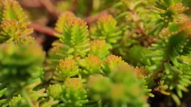 Sedum albümü Coral Halı. Kırmızı yosun taşı. Etler ve sedumlar yakın çekim makro. Çimenlik çiçeği. Yeşil ve kırmızı tonlarda güzel bir arka plan. 4k görüntü