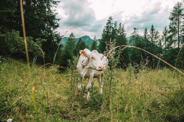 Holstein Friesian Cattle. white calf in alpine pasture.Calves graze on a meadow in the Austrian mountains.Calves with black and white spotting graze on a meadow.