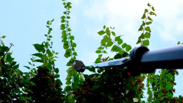 Teleskopowe Nożyce Ogrodnicze Ścinają Zielone Gałęzie Tle Nieba Krzewy Kolquitialne — Wideo stockowe