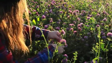 Clover Field.Kız yonca tarlasında pembe yonca topluyor. Kırmızı yonca koleksiyonu. Kullanışlı bitkiler ve çiçekler. Değerli otlar ve tıbbi bitkiler. 4k görüntü