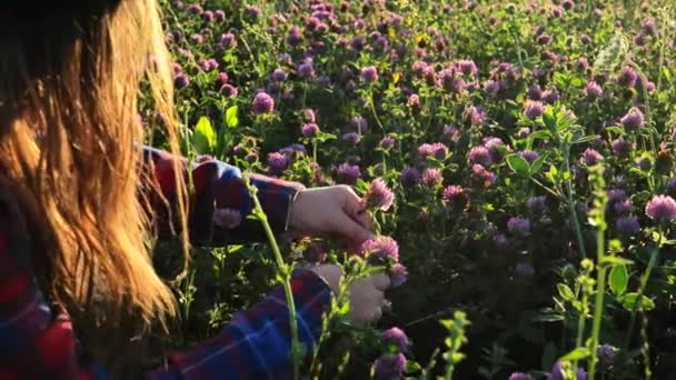 Clover Field Girl Rózsaszín Lóherét Gyűjt Egy Lóhere Mezőn Vörös — Stock videók