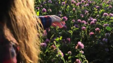 Yonca tarlası. Kareli gömlekli kız gün batımında pembe yonca topluyor. Alternatif tıp ve homeopati. Kadınların sağlık çiçeği. Yararlı bitkiler ve çiçekler. Yüksek kalite 4k görüntü