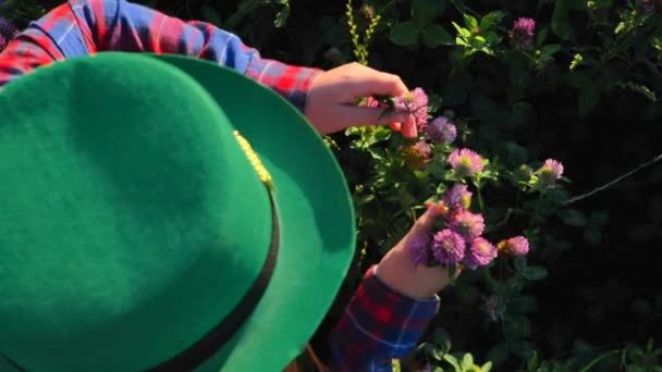 レプリカンの帽子をかぶった少女がクローバーを集める 上からの眺め 太陽の光線のクローバーフィールドの緑の帽子の少女は 赤いクローバーの花束を保持しています Good Luckシンボル — ストック動画
