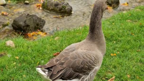 Flock Gray Geese Pen Stream Domestic Poultry Farm Bird Raising — Stock Video
