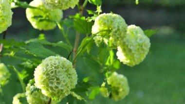 Viburnum buldenezh çiçek açıyor. Bahar bahçesinde viburnum buldenezh topları. Çiçek ponponları. Beyaz çiçekli çalılar. Çiçeksel arka plan çok güzel. 4k görüntü