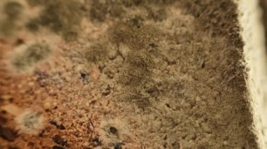 Küflü ekmek, yakın plan. Yeşil küflü tam tahıllı ekmek. Bozuk hamur işleri. Bayat ekmek. 4k görüntü