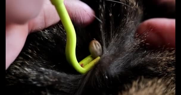 在宠物身上打针从动物身上除去膨胀的虱子的过程 用镊子从猫身上取出虱子的过程 4K镜头 — 图库视频影像