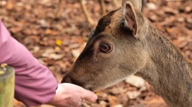 Geyiği elle beslemek. Geyik, bir erkeğin elinden yiyeceği yakından yer. Hayvanlarla temas kurun. İnsanlar ve hayvanlar arasındaki iletişim. 4k görüntü