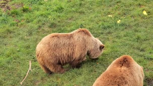 Pár Medve Eszik Gyümölcsöt Zöld Füven Két Medve Egy Természetvédelmi — Stock videók
