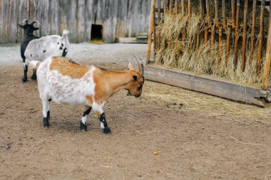 Keçiler çiftlikte. Çiftlik hayvanları. Keçiler yetiştiriyor, yetiştiriyor. Artiodactyl