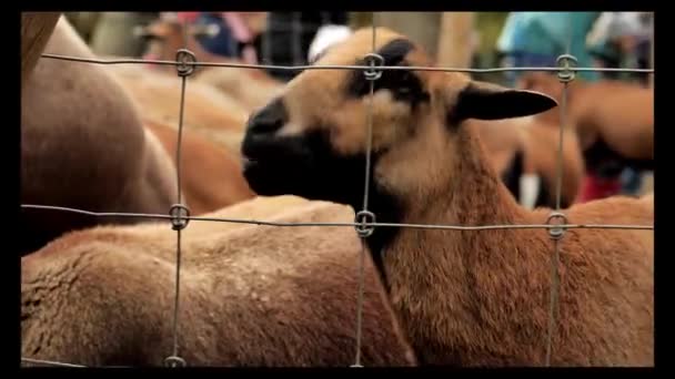 Niño Alimenta Una Cabra Sus Manos Mano Alimentando Una Cabra — Vídeo de stock