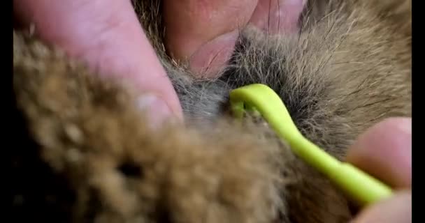 Las Garrapatas Mascotas Proceso Quitar Una Garrapata Inflada Animal Process — Vídeo de stock
