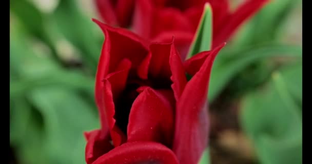 Tulipas Florescer Lily Floresceu Tulipa Vermelha Close Tulipas Vermelhas Jardim — Vídeo de Stock