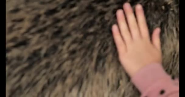 幼童和动物在爱抚动物的犬舍里 用手抚摩野猪的毛皮 在爱抚动物园里 孩子们与动物的互动 4K镜头 — 图库视频影像