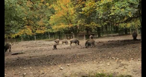 Groep Van Shaggy Varkens Biggen Verzameld Een Hok Een Herfstpark — Stockvideo