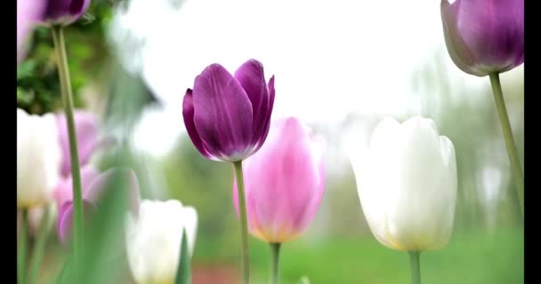 배경에 보라색 분홍색 클로즈업 연약한 Lilac 분홍색 Hues에 튤립의 동영상 — 비디오