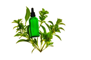 Stevia rebaudiana, beyaz bir arka planda izole edilmiş bir şişe ve taze stevia sprigs içerir. Sebze tatlandırıcısı. Alternatif düşük kalorili sebze şekeri. Şekerin yerine kullanılır. Doğal beslenme tatlandırıcı