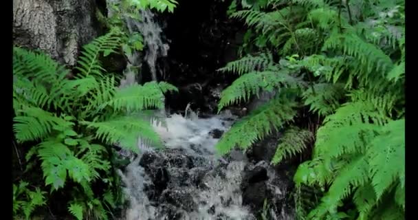 Cascade Forêt Fougères Débit Eau Dans Une Rivière Forestière Fougères — Video