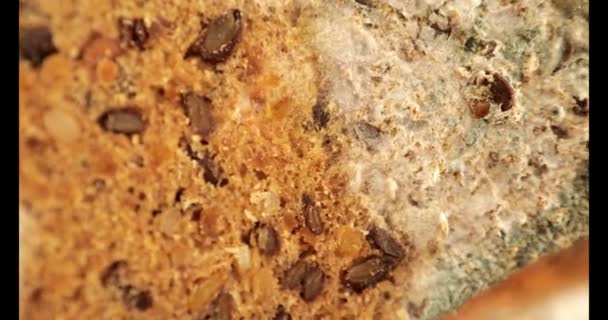 Spleśniały Chleb Bliska Zepsute Pieczone Towary Wygasły Produkt Pleśnią Materiał — Wideo stockowe