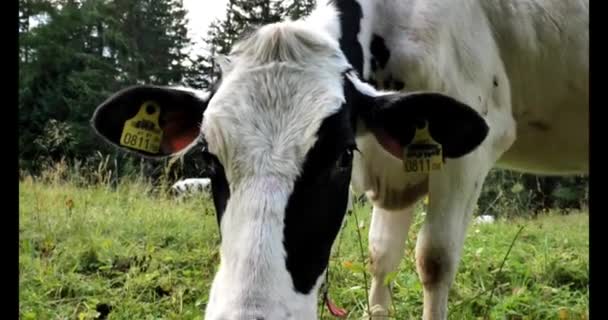 Cielę Portretem Kolczyka Holstein Fryzjer Bydło Cielę Łące Alpejskiej Koncepcja — Wideo stockowe