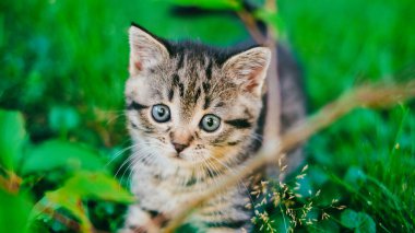  Dışarıdaki sevimli kedi yavrusu. Güneş altındaki yaz bahçesinde aval aval bakıyor. Evcil hayvan yürüyüşü. 