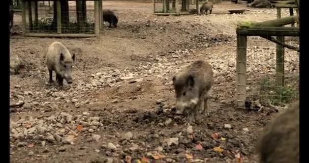 Покласти Зоопарк Колючими Свинями Пастухами Колючих Свиней Поросят Кадри — стокове відео